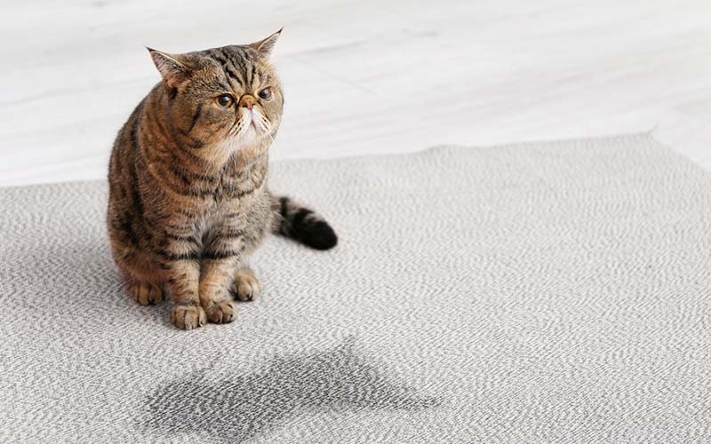 carpet cleaning in Nassau, carpet cleaner in Nassau, carpet cleaners in Nassau, carpet cleaners in new york, commercial carpet cleaning, commercial carpet cleaning in Nassau, rug cleaning in Nassau,rug cleaners Nassau, Nassau rug cleaners, rug cleaning services in Nassau, same day carpet cleaning,pet cleaning in Nassau, pet cleaner in Nassau, pet cleaners in Nassau, pet cleaners in new york, organic cleaning in Nassau, organic cleaner in Nassau, organic cleaners in Nassau, organic cleaners in new york, mattress cleaning in Nassau, mattress cleaner in Nassau, upholstery cleaners in Nassau, upholstery cleaners in new york, Miscellaneous cleaning in Nassau, Miscellaneous cleaner in Nassau, bed bug cleaners in Nassau, bed bug cleaners in new york, damage service in Nassau, allergy control in Nassau, same day rug cleaning